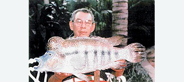 Record photograph for Parachromis dovii